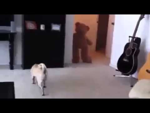how to properly pet a dog