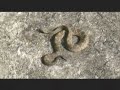 Snakes - Sorpions - Spiders - Cobras - Aranhas - (2 of 7)