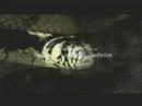 Snakes - Sorpions - Spiders - Cobras - Aranhas - (2 of 7)