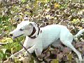 Two lurchers and a stick