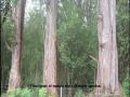 LandsofAmerica.com: 660 acres in Hawaii