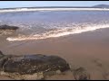  drlemur australian story abc tv