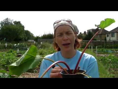 how to grow rhubarb in the south