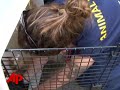 Humane Society: Massive Puppy Mill Raid Humane Society: Massive Puppy Mill Raid