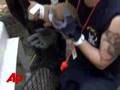 Humane Society: Massive Puppy Mill Raid