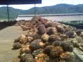Oil Palm Mill_FFB Ramp.3gp Oil Palm Mill_FFB Ramp.3gp