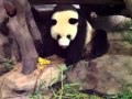 Bad panda vs poor panda