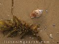 Soothing surf and ocean sounds - nature sounds of nature Soothing surf and ocean sounds - nature sounds of nature