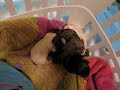 Basket of puppies Basket of puppies