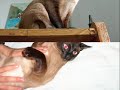 cleo: el gato peppers