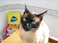 cleo: el gato peppers