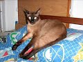 cleo: el gato peppers