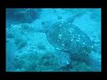 EuroDivers Montage