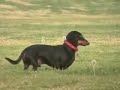 Flying Dachshund