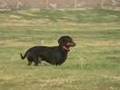 Flying Dachshund