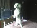 Floopito...mudita..bailando..!!