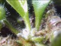 Der Zwergkrug (Cephalotus) fleischfressende Pflanzen Der Zwergkrug (Cephalotus) fleischfressende Pflanzen