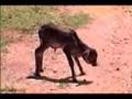 Dairen Simpson Finds Orphaned Calf In Kenya