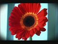 music video made in 2004
by 