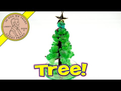 how to grow own christmas tree