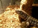 Tegu dining on fish