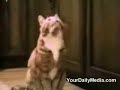 Talking Cats / Konu?an Kedi
