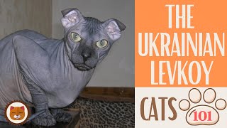 🐱 Cats 101 🐱 UKRAINIAN LEVKOY CAT - Top Cat Facts about the UKRAINIAN LE