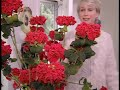 Naked Poinsettia Plants