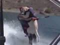 Big Yellow Labrador Water Skiing at Lake Pleasant, AZ