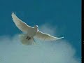 Psalms 150 (Dutch) by Suara Injil (USA) Psalms 150 (Dutch) by Suara Injil (USA)