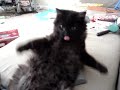 Evil cat Winston