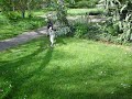 Huskies beim Laufen Huskies beim Laufen