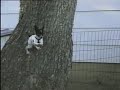Animal inteligence Animal inteligence