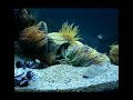 Acuario autoctono Acuario autoctono