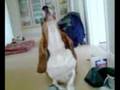 Basset Hound video