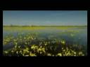 videos de WILD POLAND