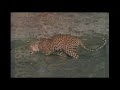leopard vs lone baboon