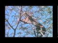 leopard vs lone baboon