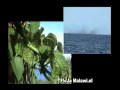 Lake Flies.mp4