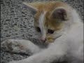 �?lg?n kedi pa?a