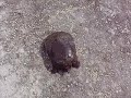 Softshell turtle bits my foot