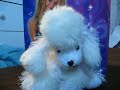 Make Me A Webkinz Singer Episode 1: Snowy Denver
