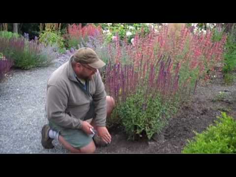 how to trim salvia