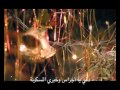 ترنيمة وُلد اليوم