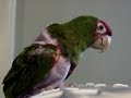 Bird Rescue Aria & Yoko