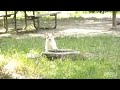 \"Ik sta hier godverdomme katten te filmen\"