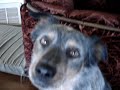 three dogs just hanging out at home - nothing remarkable
