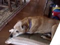 three dogs just hanging out at home - nothing remarkable