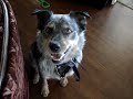 three dogs just hanging out at home - nothing remarkable