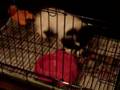 Japanese Chin video